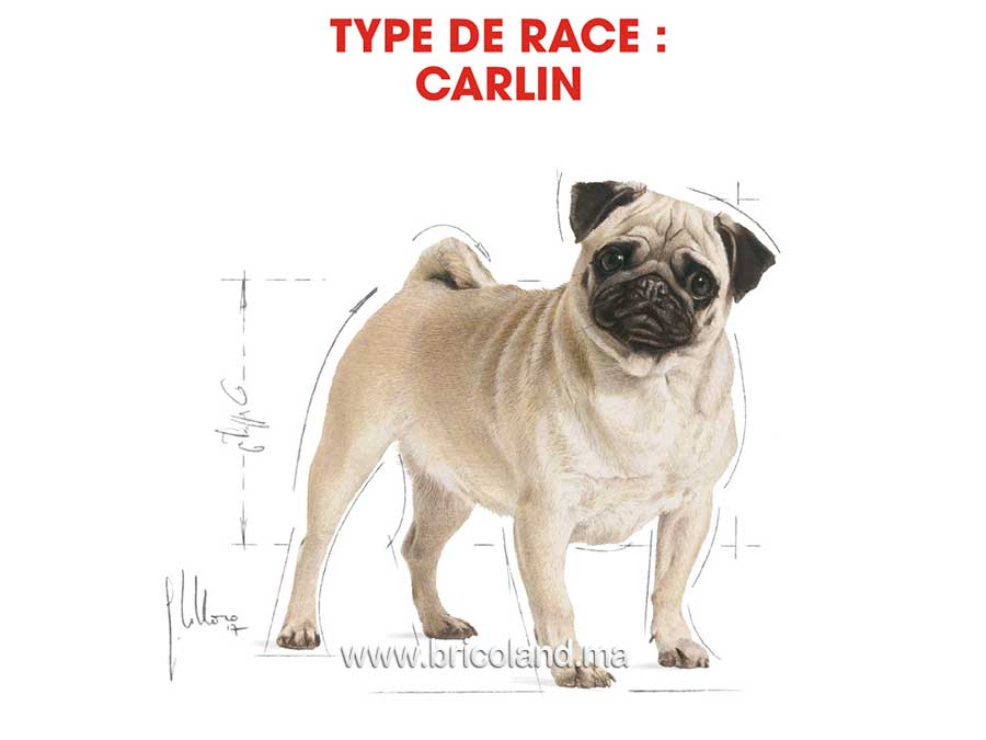Croquette pour chien Pug adulte + de 10 mois - 1.5 Kg - Royal Canin-12205