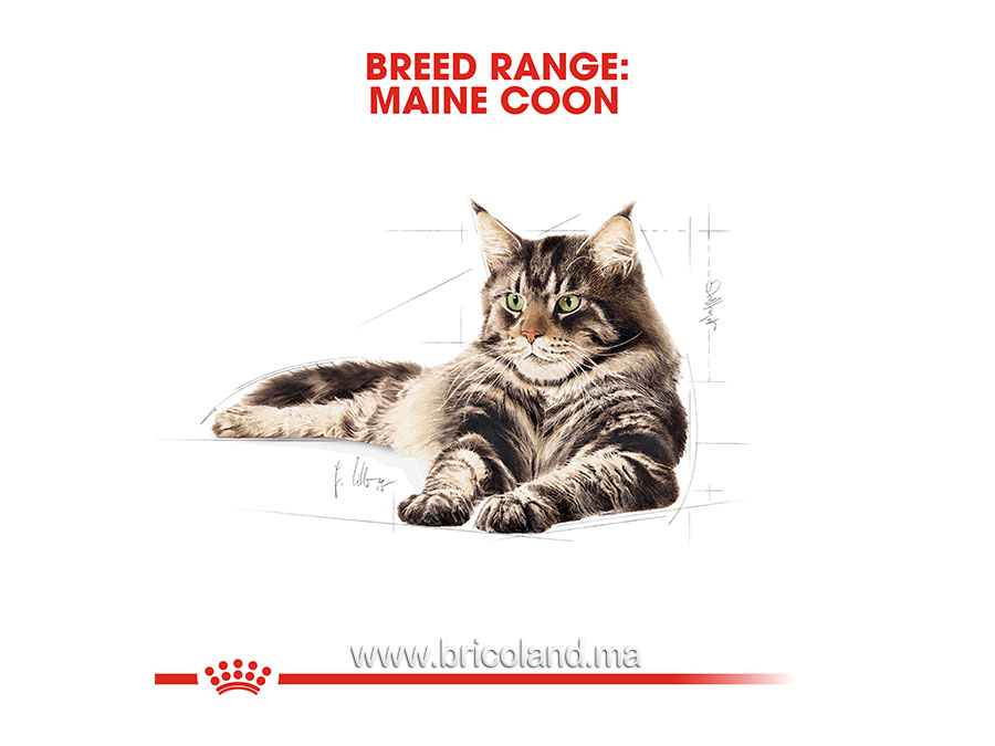 Croquettes pour chat Maine Coon - 2 Kg - Royal Canin-12232