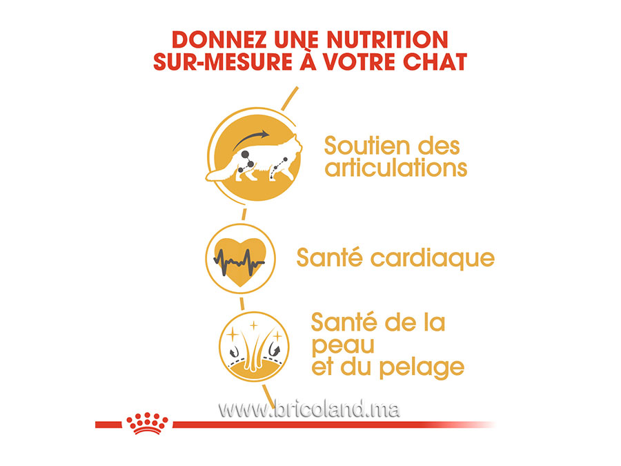 Croquettes pour chat Maine Coon - 2 Kg - Royal Canin-12231