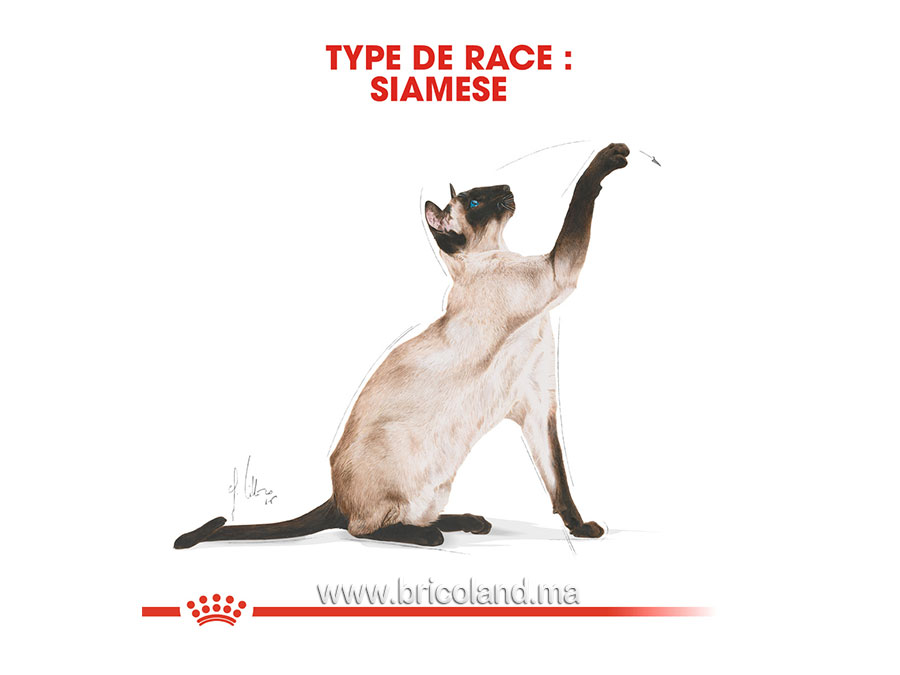 Croquettes pour chat Siamese - 2 kg - Royal Canin-12194
