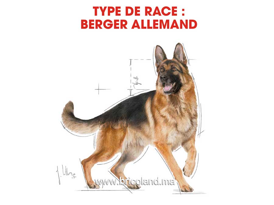 Croquettes pour chien berger allemand Adulte - 11 Kg - Royal Canin-12063