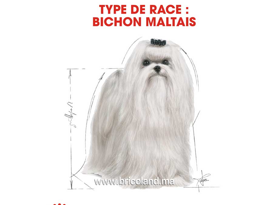 Croquettes pour chien Bichon Maltais Adulte - 1.5 Kg - Royal Canin-12073