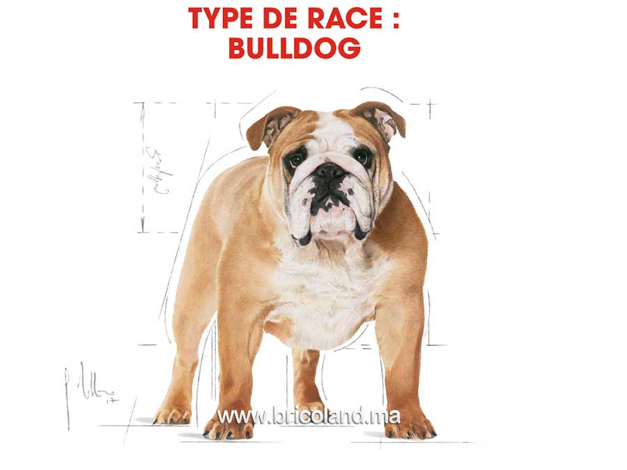 Croquettes pour chien Bulldog Adulte - 12 Kg - Royal Canin-12149
