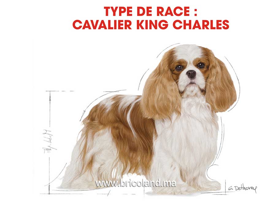 Croquettes pour chien Cavalier King Charlese Adulte - 1.5 Kg - Royal Canin-12156