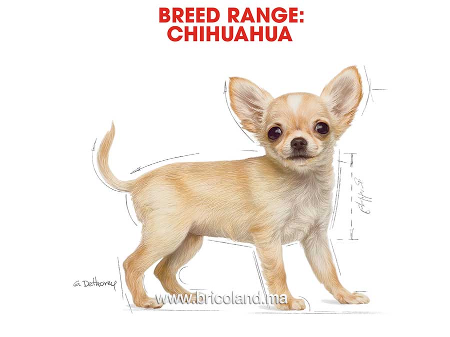 Croquettes pour chiot Chihuahua Puppy - 1.5 Kg - Royal Canin-12241