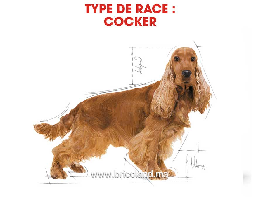 Croquettes pour chien Cocker Adulte - 3 Kg - Royal Canin-12171