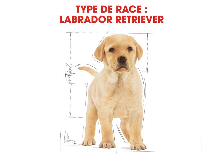 Croquettes pour chiot Labrador Retriever Puppy 12 Kg - Royal Canin-12280