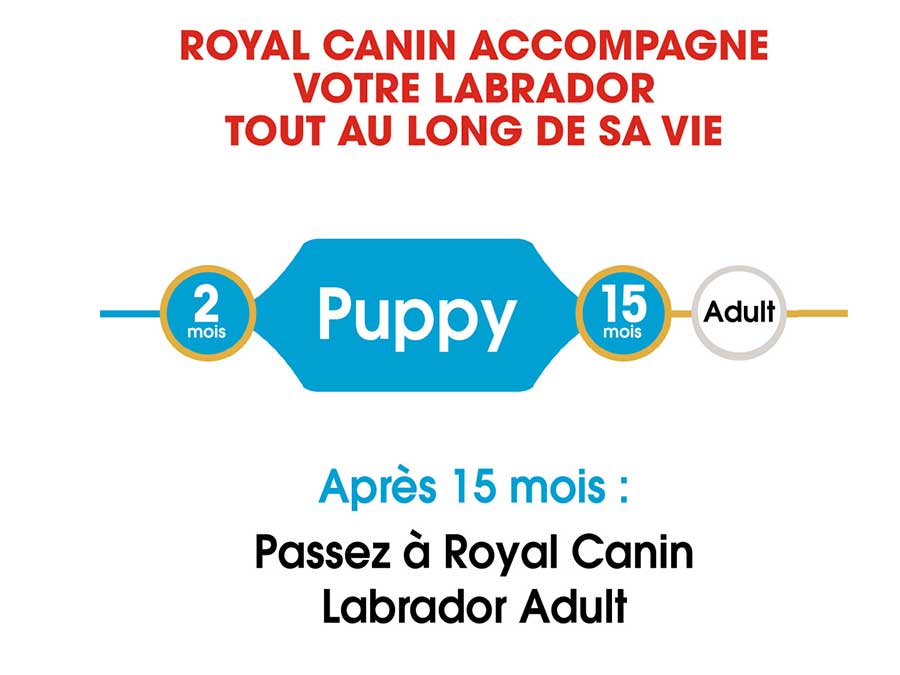 Croquettes pour chiot Labrador Retriever Puppy 12 Kg - Royal Canin-12283