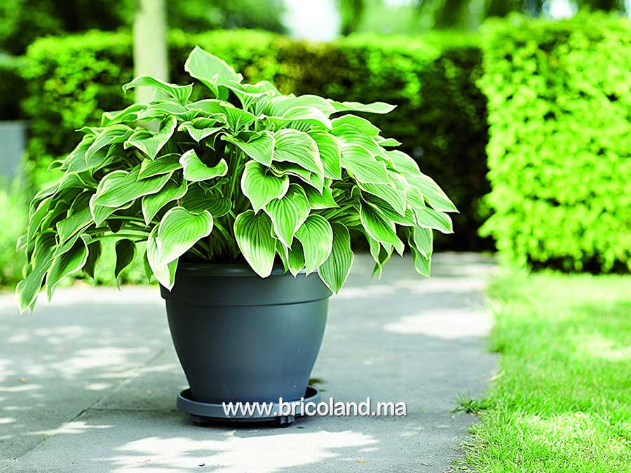 Bacs à plantes 50cm en plastique-10747