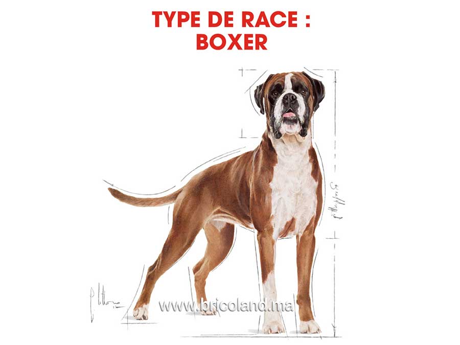 Croquettes pour chien Boxer Adulte - 12 Kg - Royal Canin-12086