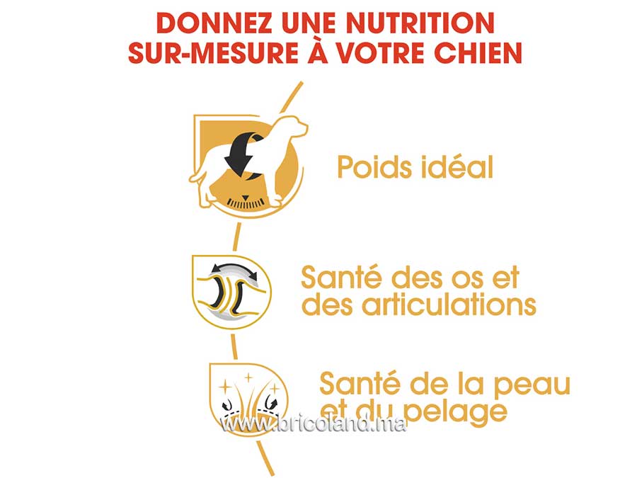 Croquettes pour chien Labrador Retriever Adult 12 Kg - Royal Canin-12187