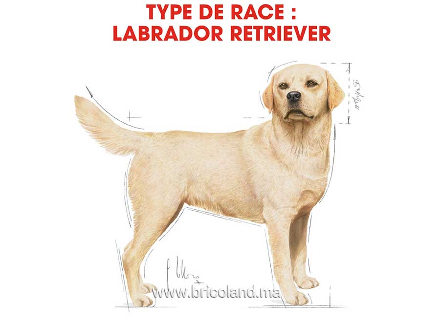 Croquettes pour chien Labrador Retriever Adult 12 Kg - Royal Canin-12184