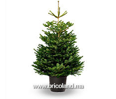 Sapin Nordmann naturel 225 cm-thumbnail