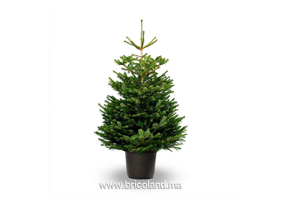 Sapin Nordmann naturel 225 cm-0