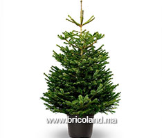 Sapin Nordmann naturel 300 cm-thumbnail