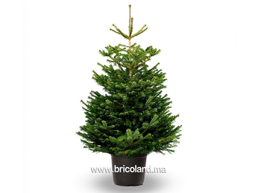 Sapin Nordmann naturel 300 cm-0