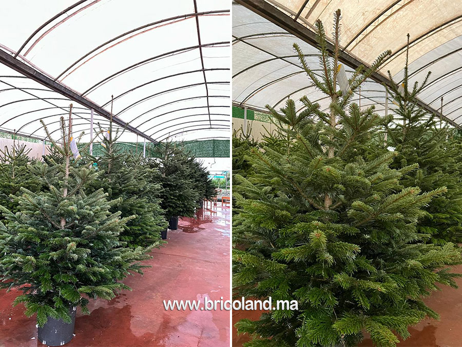 Sapin Nordmann naturel 175 cm-14857
