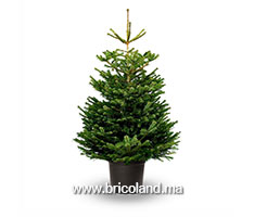 Sapin Nordmann naturel 175 cm-thumbnail