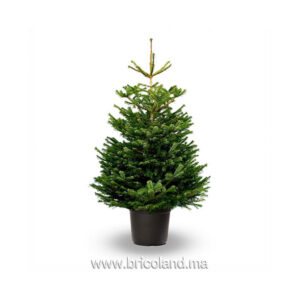 Sapin Nordmann naturel 175 cm-0