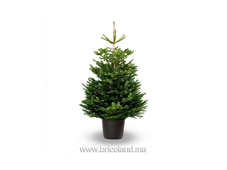 Sapin Nordmann naturel 175 cm-0